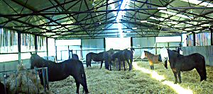 Horses indoors for the winter